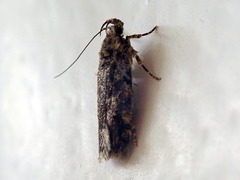 Chionodes pereyra