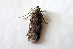 Chionodes pereyra