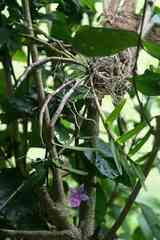 Dimerandra emarginata