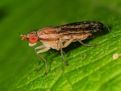Trypetoptera canadensis
