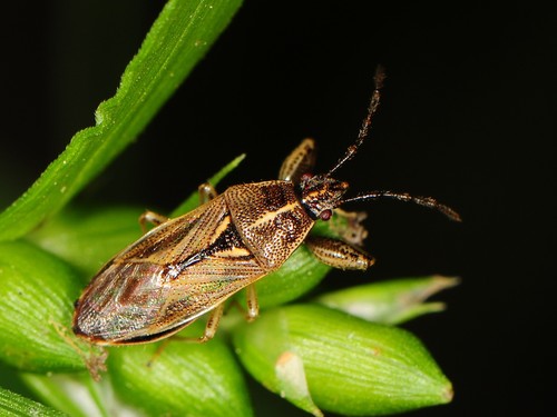 Oedancala dorsalis (Say, 1831)