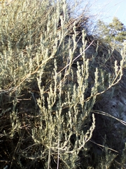 Artemisia campestris inodora