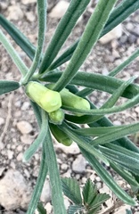 Anemopaegma arvense