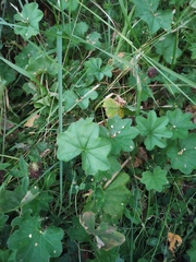 Alchemilla