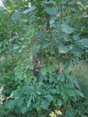 Quercus robur