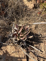 Dudleya ingens