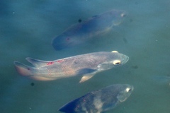 Astronotus ocellatus