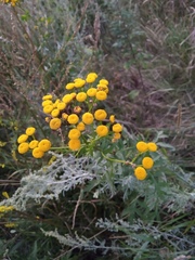 Tanacetum vulgare
