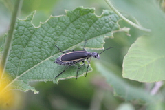 Epicauta cinerea-group