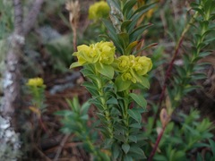 Euphorbia beamanii