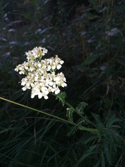 Achillea millefolium