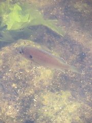 Lepomis punctatus