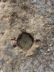 Mammillaria brandegeei