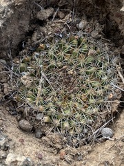 Mammillaria brandegeei