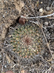 Mammillaria brandegeei