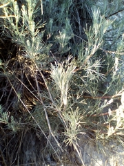 Artemisia campestris inodora