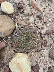 Mammillaria brandegeei