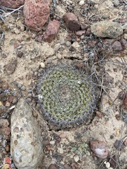 Mammillaria brandegeei