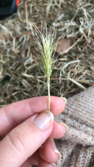 Hordeum pusillum