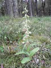 Epipactis helleborine