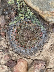Mammillaria brandegeei
