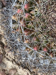 Mammillaria brandegeei