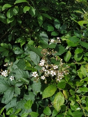 Rubus procerus