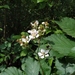 Rubus procerus - Photo (c) Alexey P. Seregin, algunos derechos reservados (CC BY-NC), subido por Alexey P. Seregin