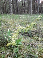 Epipactis helleborine