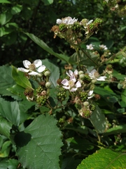 Rubus procerus