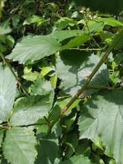 Rubus procerus