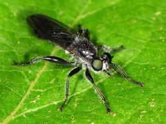 Laphria canis