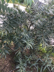 Hippophae