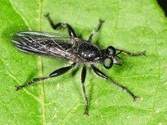 Laphria canis