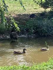 Branta canadensis