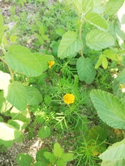 Melampodium linearilobum