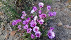 Drosanthemum striatum
