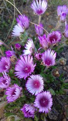 Drosanthemum striatum