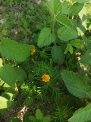 Melampodium linearilobum