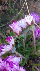 Drosanthemum striatum