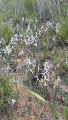 Disa biflora