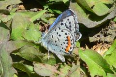 Euphilotes heracleoides