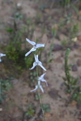 Disa biflora