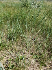 Elymus smithii