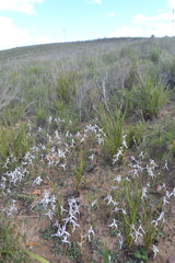 Disa biflora