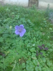 Geranium pratense