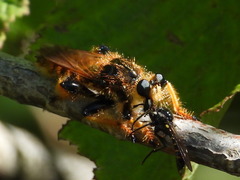 Pogonosoma maroccanum