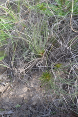 Protea restionifolia