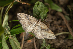 Costaconvexa polygrammata
