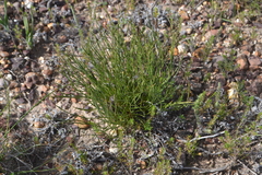 Protea restionifolia